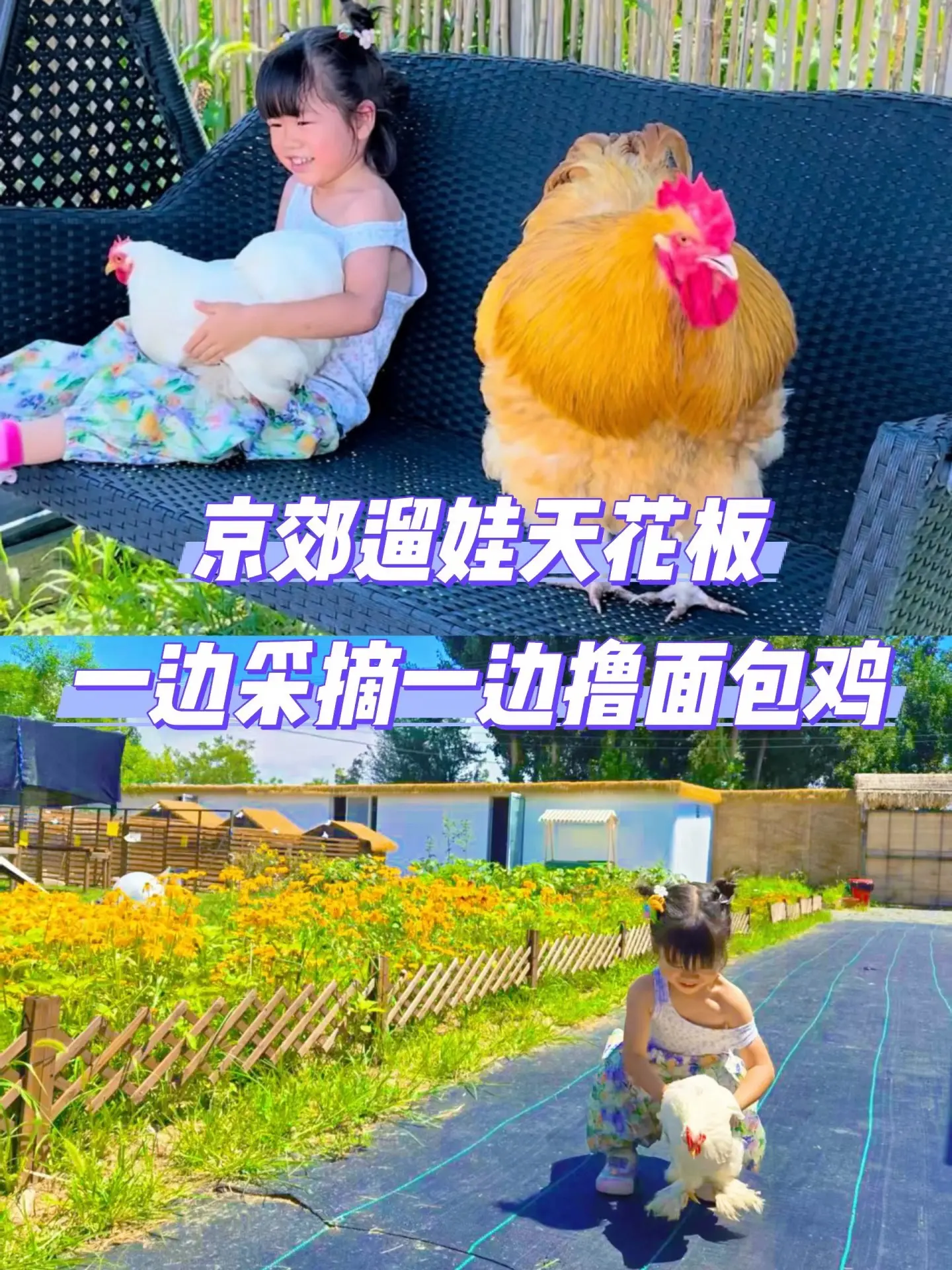 京郊遛娃胜地，一边摘菜一边撸巨型面包鸡。京郊遛娃天花板｜可以撸巨型面包...