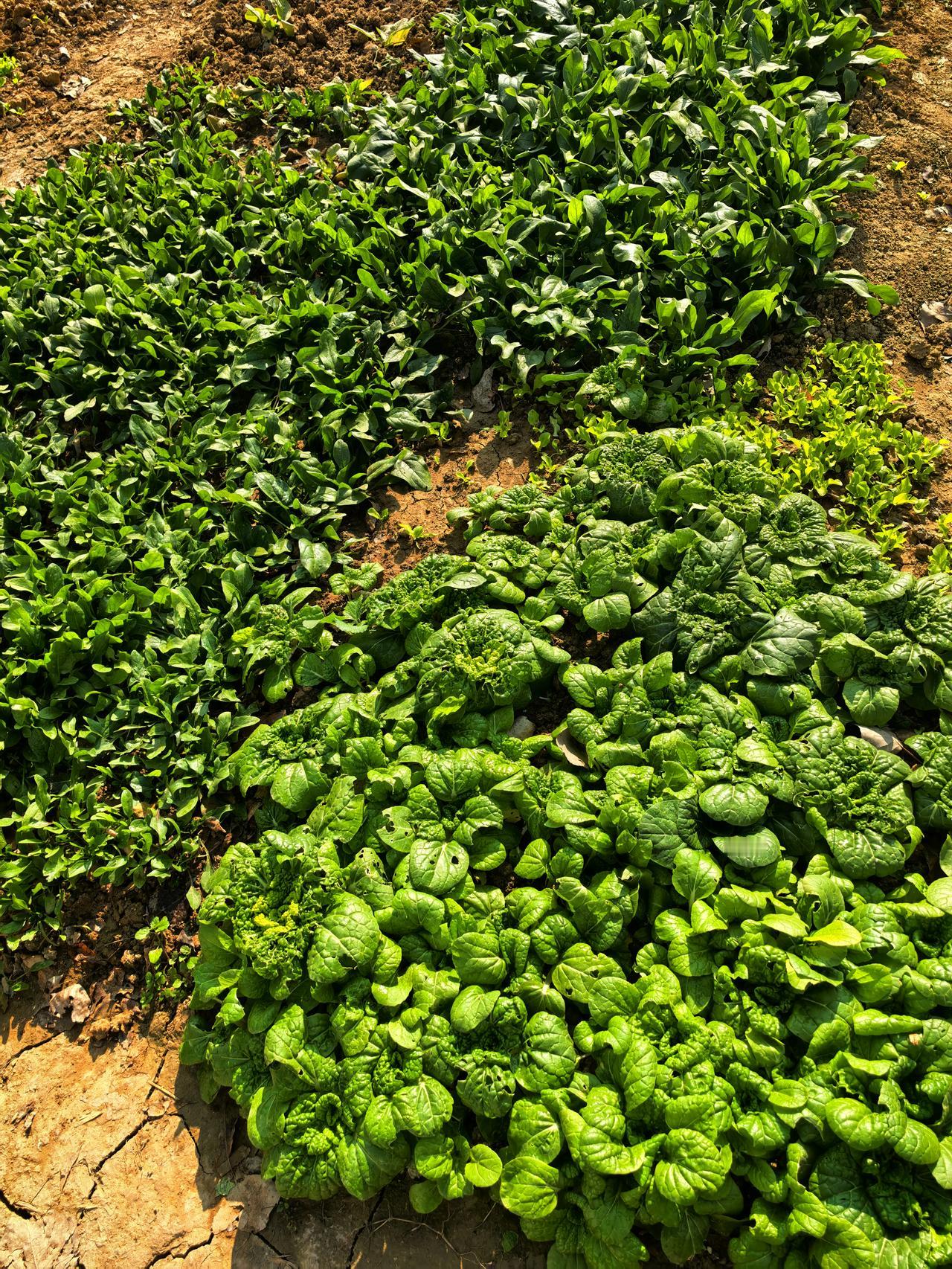 老爹的菜园

老爹的菜园子绿油油一片，生机喜人。

两年前，给老爹花了1万5千块