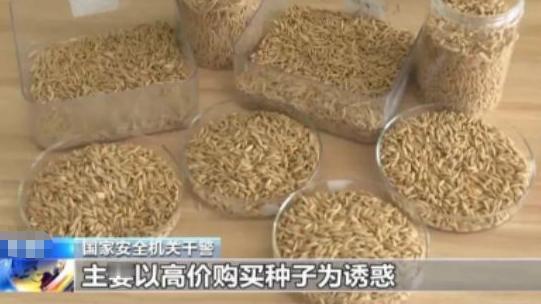 “应该立即死刑！”央视新闻在4月14日曝光了一起惊天大案：我国杂交水稻之父袁隆平