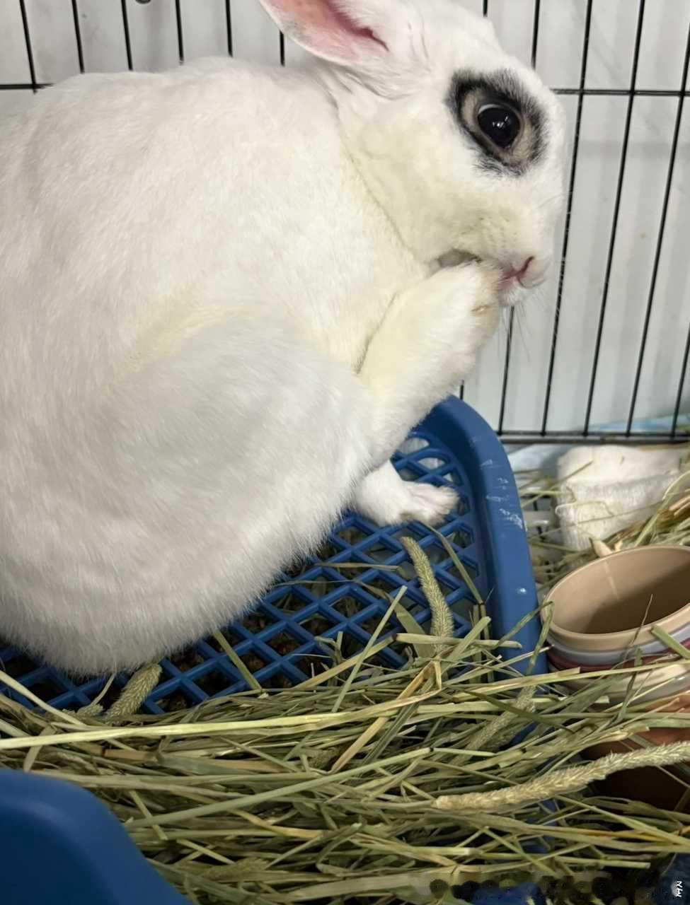 14248🐇【】吃脚中 