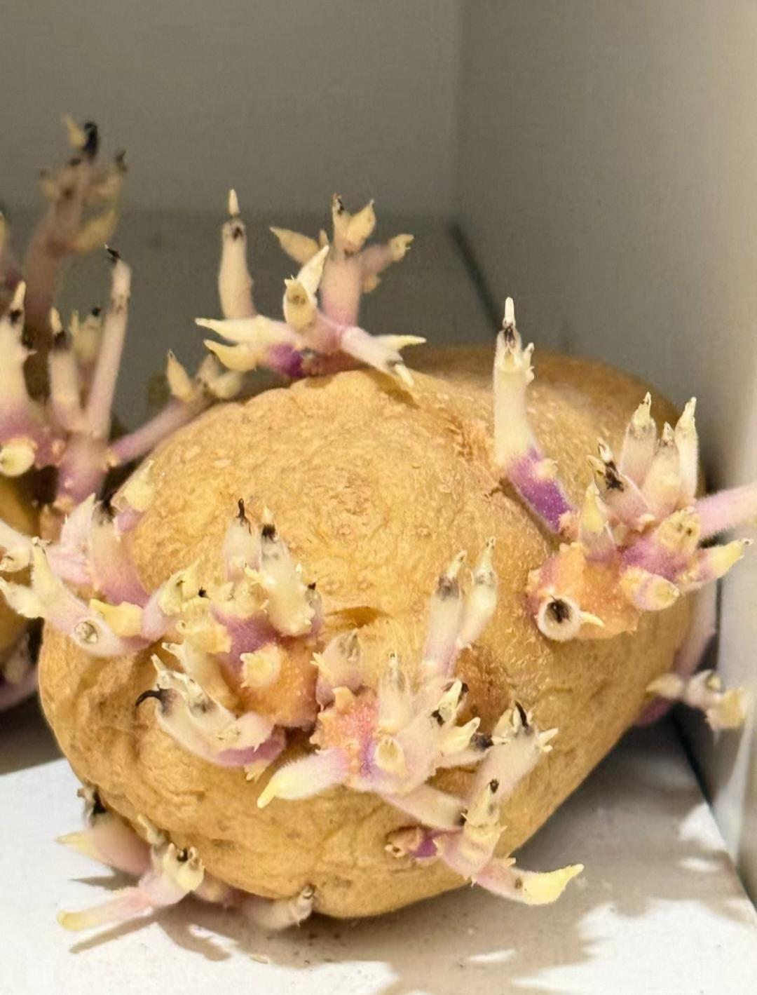 好可爱，还以为是什么动物四脚朝天！
不过是被遗忘的土豆！
芽长得挺好，挺适合当摆