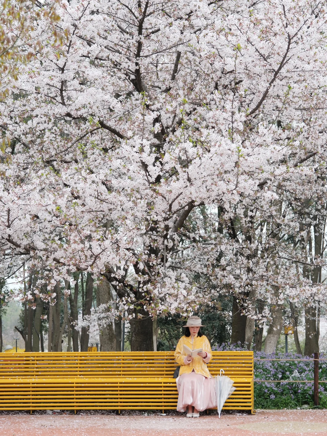 我以为武大樱花够美了🌸直到我来到东湖樱园