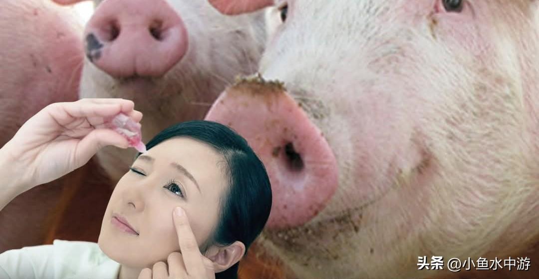 中国研究团队近日发表一项科学研究显示：猪精液中的外泌体可与治疗药物一同制成滴眼液