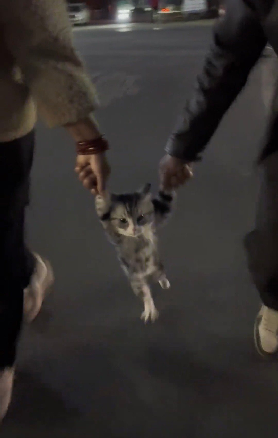 #和猫手牵手散步是什么体验#手牵手一步两步三步四步望着天～倔强的小猫和它倔强的脚