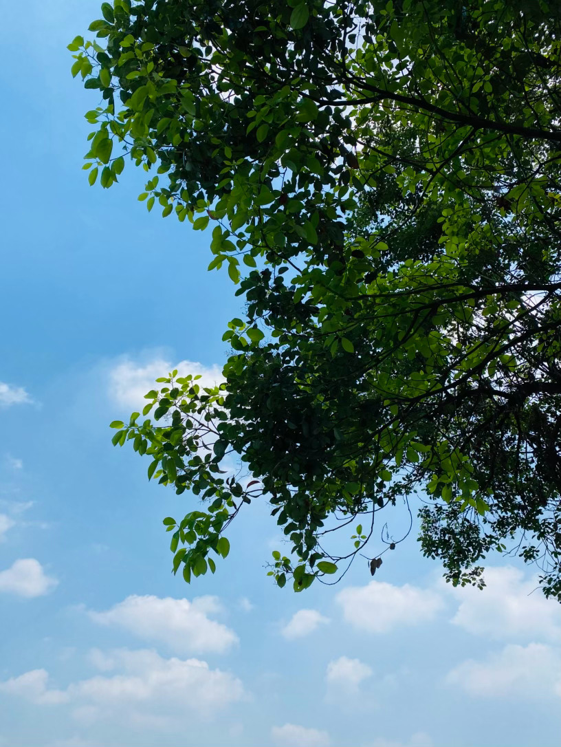 生活手记记录真实生活摄影摄影摄影 樟影里的晴空我总爱仰起头，看樟树与蓝天私语。夏