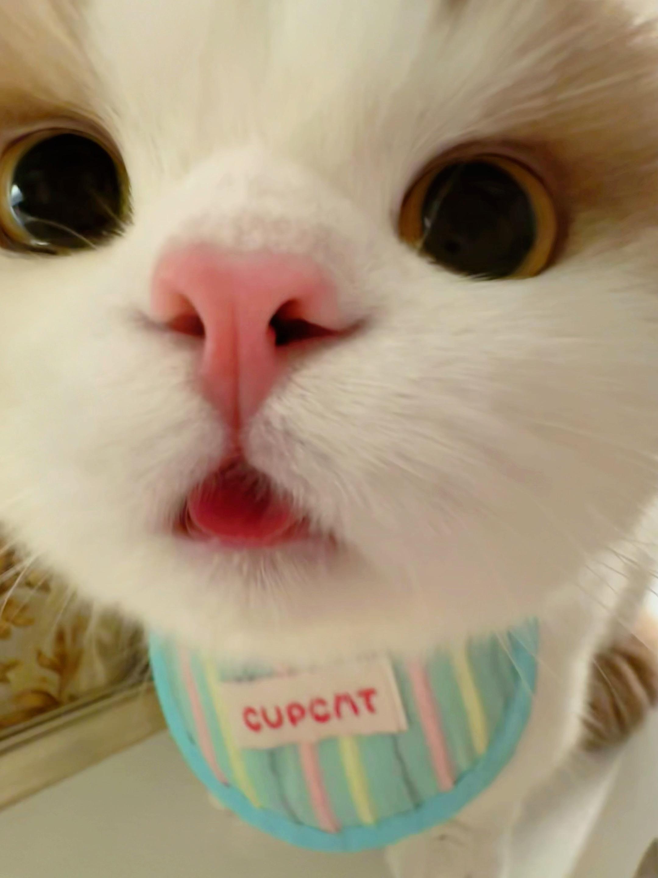 小猫的嘴 谁懂？