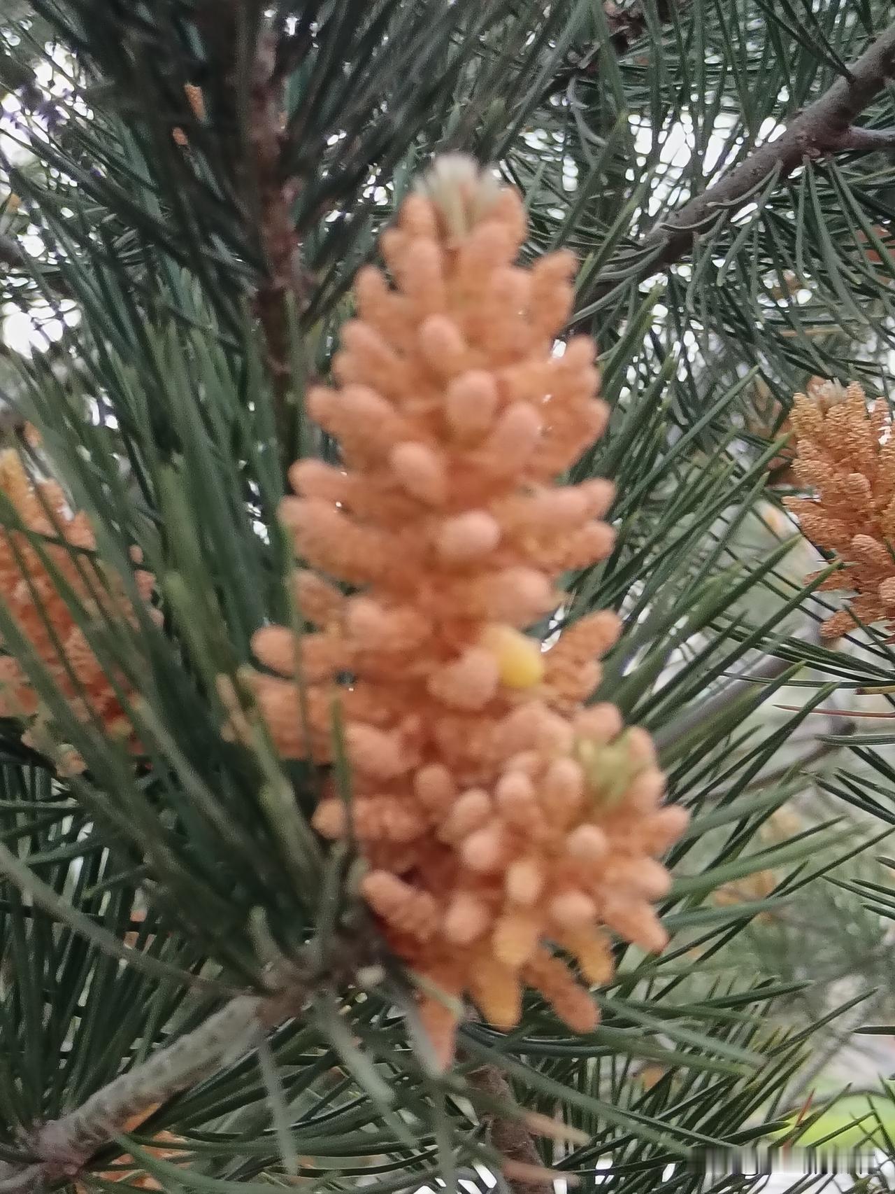 今听一笑话，
某动物园发布温馨提示：请不要带零食投喂小动物，它们的饮食是定时、定