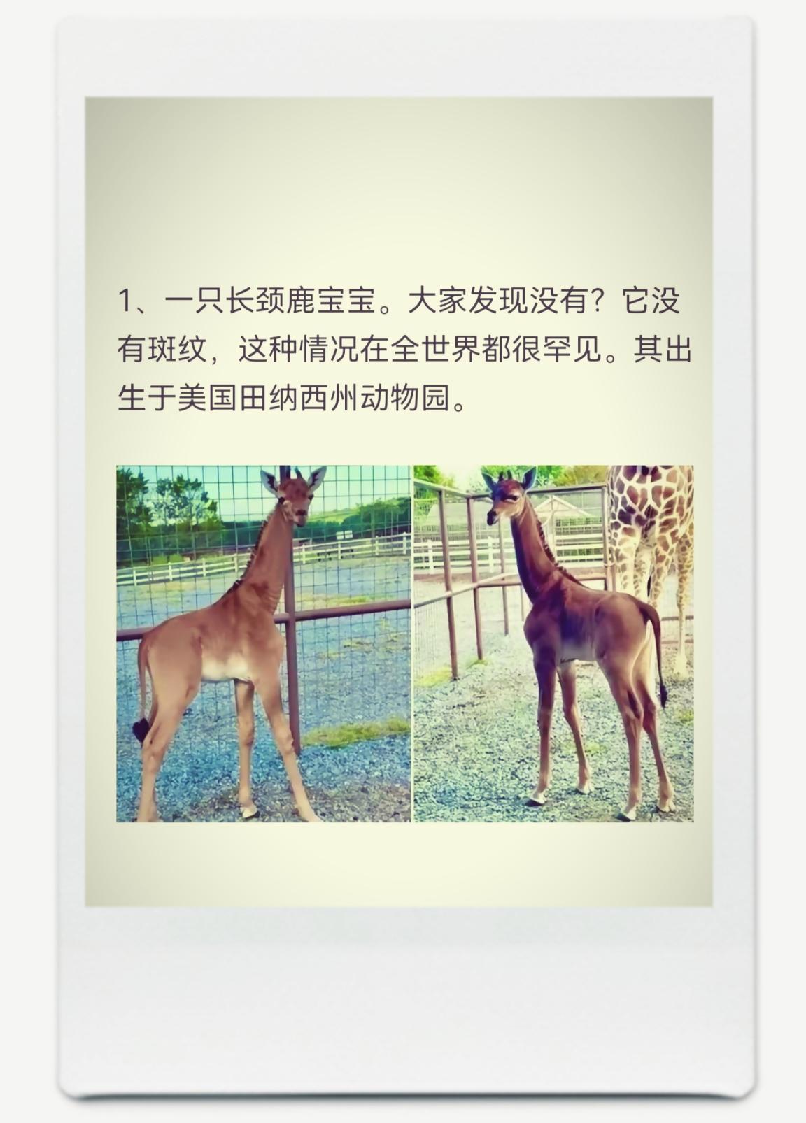 一只长颈鹿宝宝。大家发现没有？它没有斑纹，这种情况在全世界都很罕见。