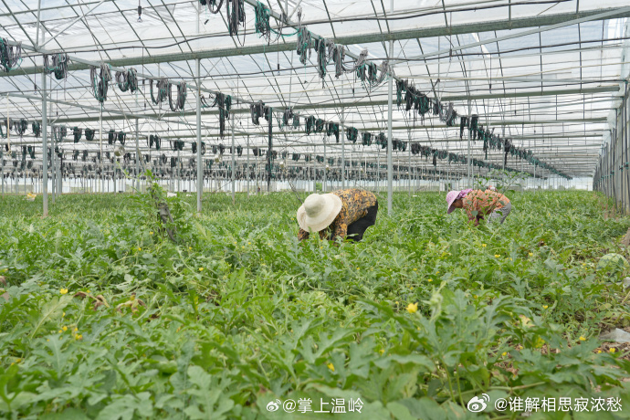 智慧农业种出台州乡村致富路云端种地让台州温岭粮仓超有料告别传统面朝黄土，解锁智慧