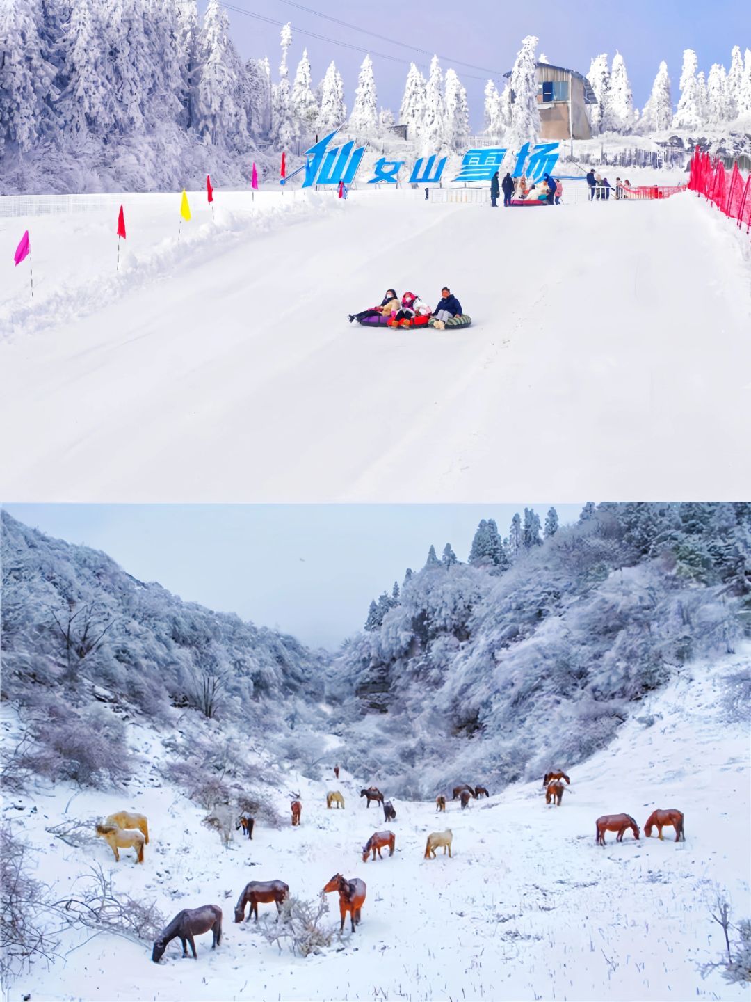 重庆玩雪！☃️2023.11.13·仙女山·下雪啦！