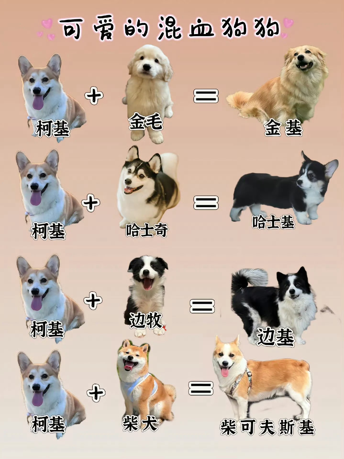 柯基混血柯基的小短腿属性太强了 ​​​