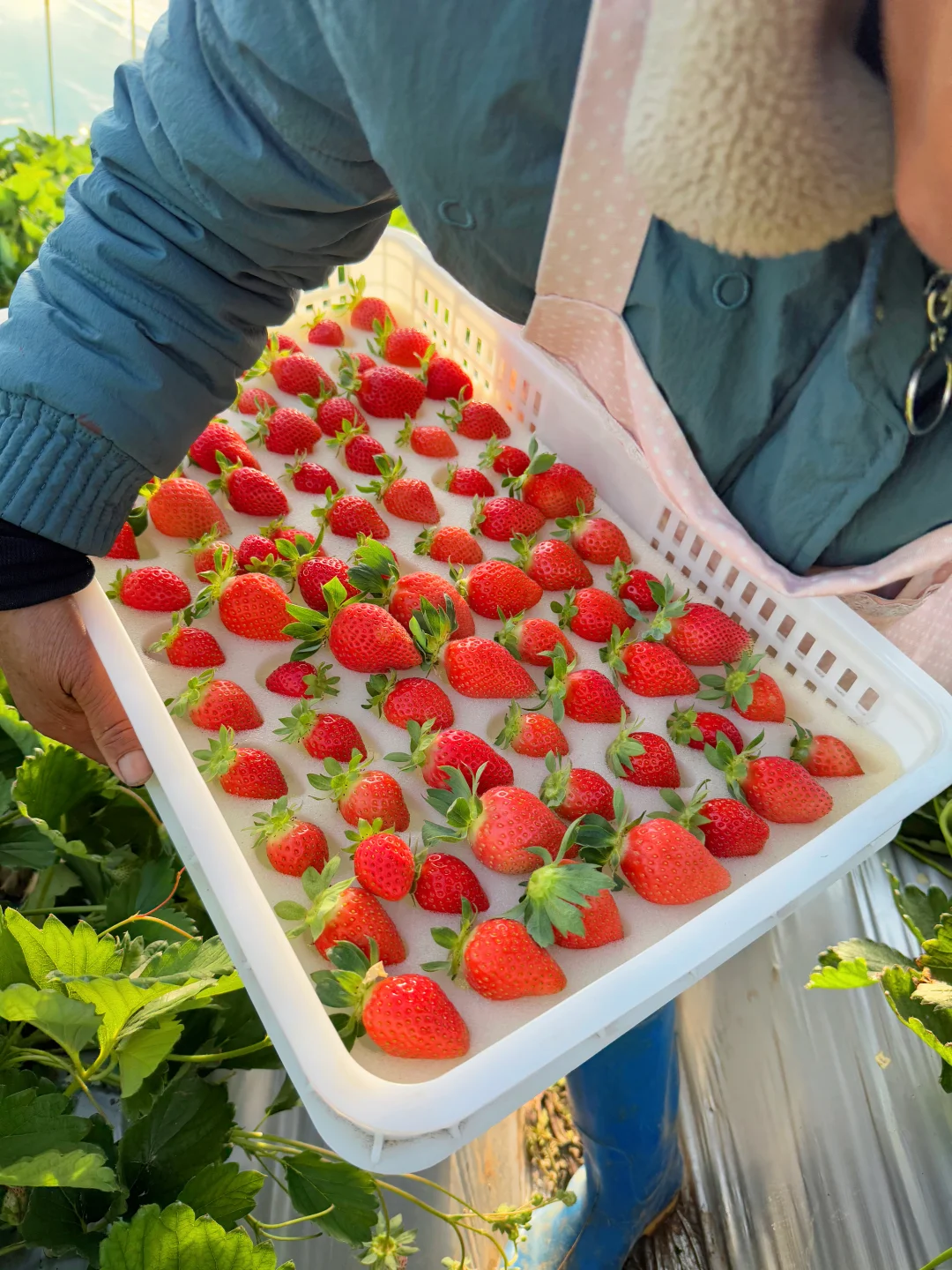 吃过咱们家的香野草莓，其他🍓你真看不上了