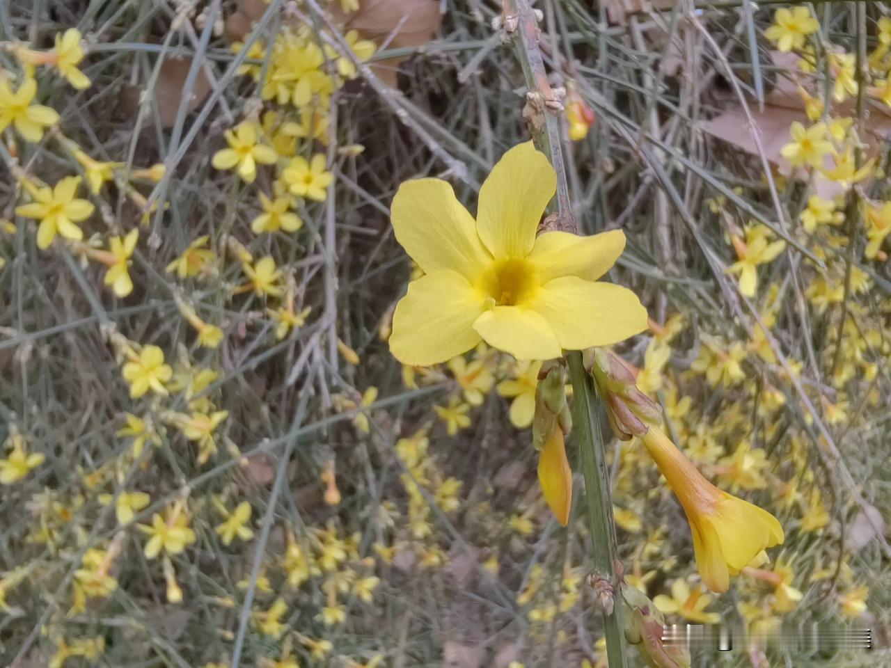 春的使者

惊蛰刚过
小区里的迎春花
从纵横交错的网一般的
枝条中钻了出来
小巧