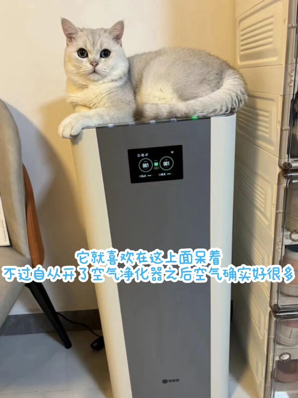 不允许有人不知道这个！宠物净化器！都去买！