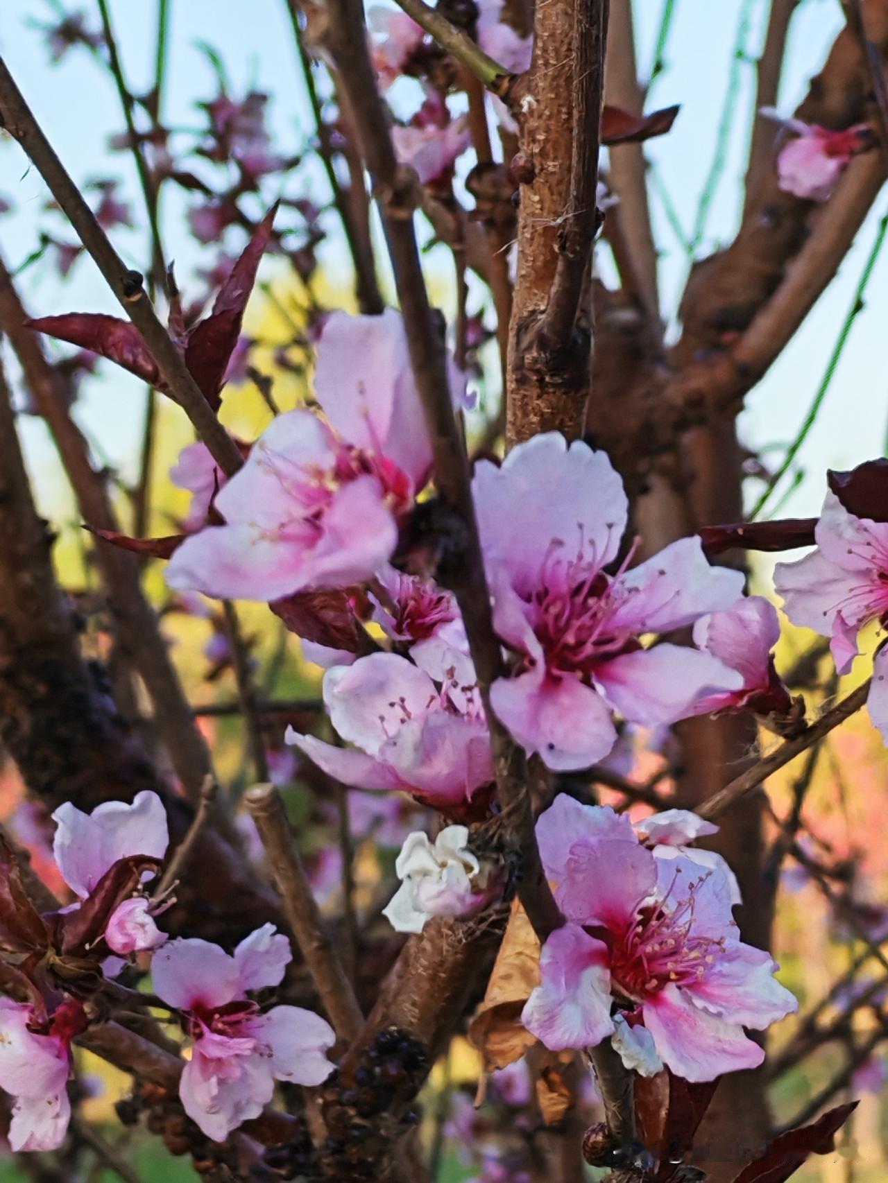 春日生活打卡季春在枝头