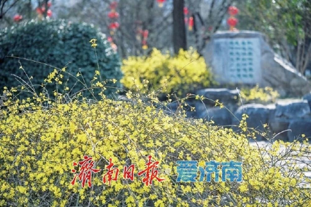 泉城春来早、繁花次第开，济南春日美景初绽！春风送暖，泉城济南的春天已悄然拉开帷幕