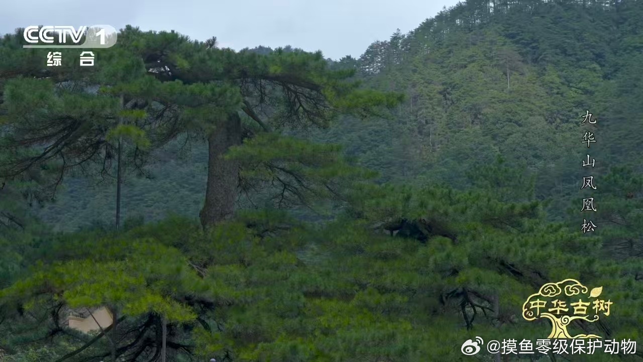 风一吹千年古松秒变展翅凤凰约1400岁古松树像一只大凤凰 最震撼的不是像，是动。