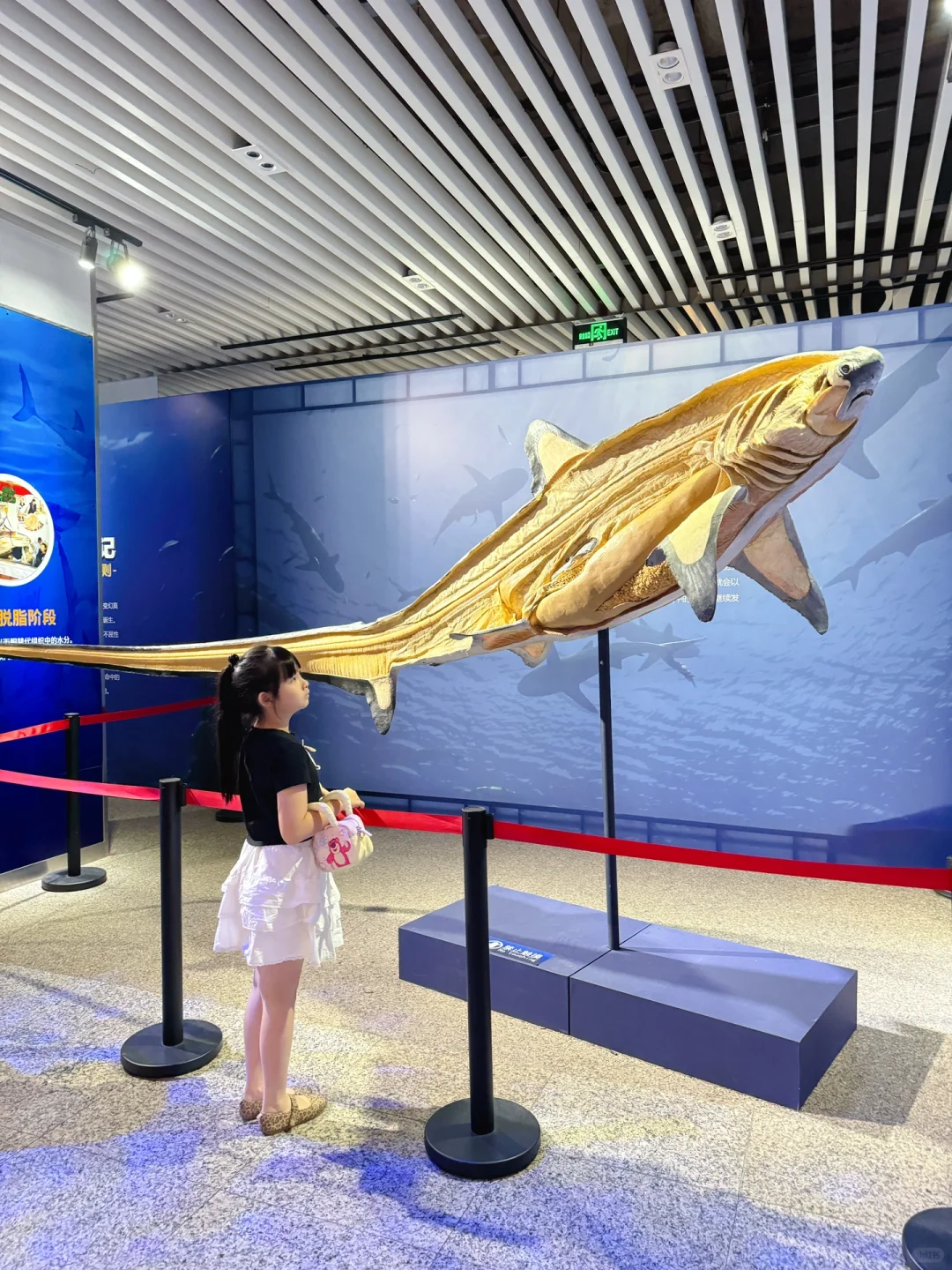 在科学馆避暑‼️一起感受鲨鱼🦈的神奇魅力