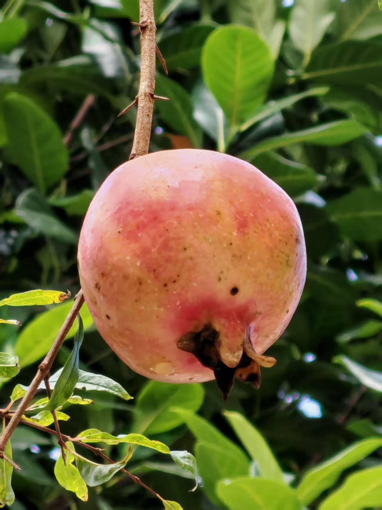 广东地区可以种植的石榴树，看看这就是当地果子