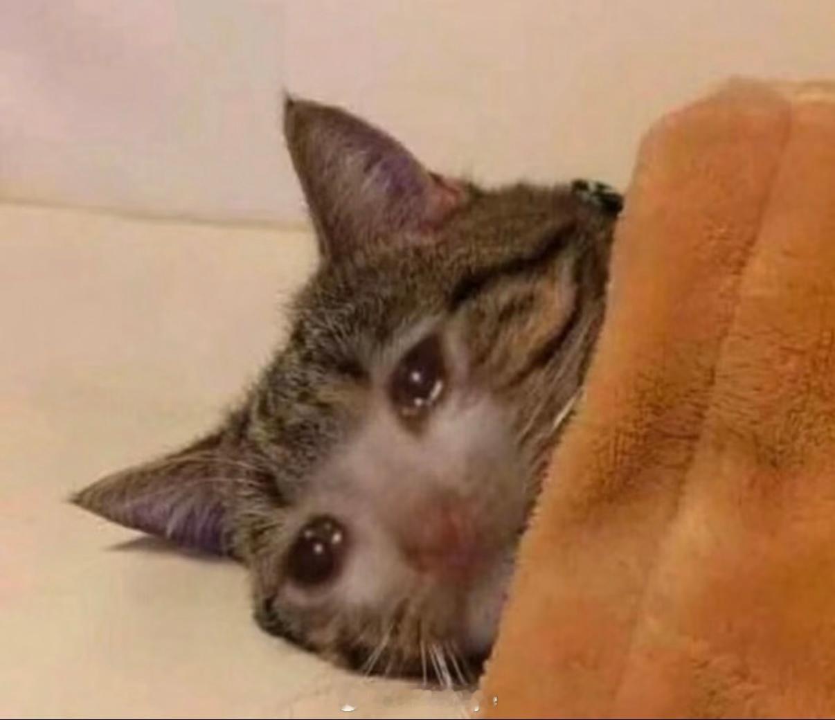 因为小辣椒我现在每到深夜就会变成流泪猫猫头 ​​​