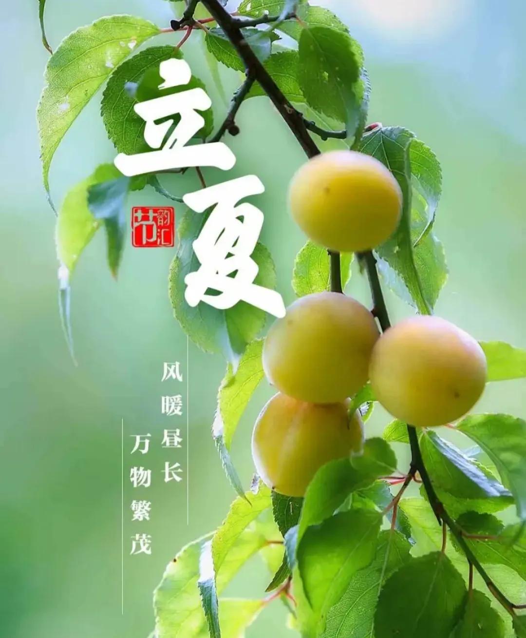 春去夏来今立夏
​杏挂枝头渐熟了
​麦穗随风左右摆
民间习俗吃夏面
立夏：202