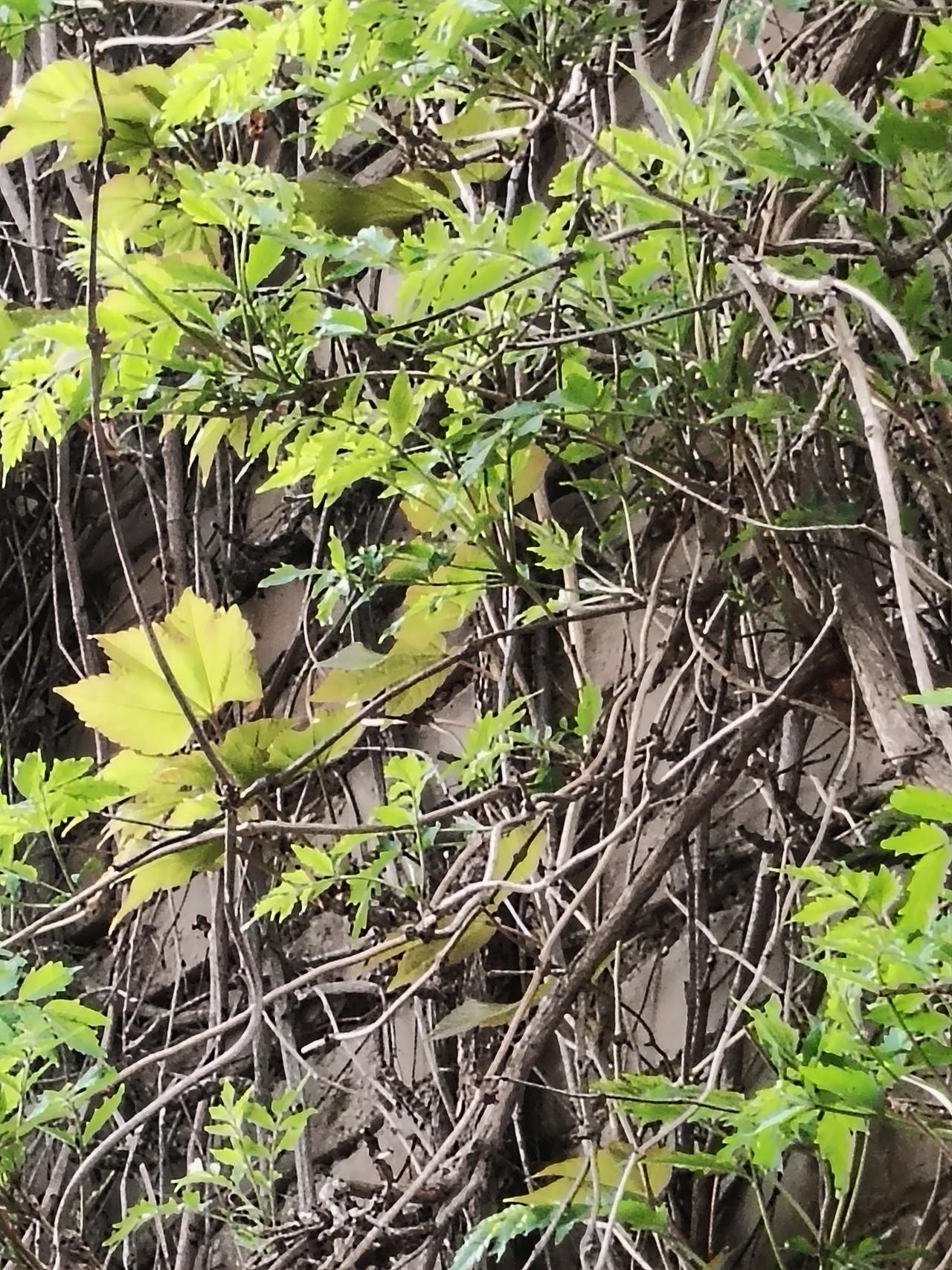 今日随手拍枯藤漫卷苍色，新叶轻挑春光。万物皆有向上的底气，于岁月缝隙里，悄悄织就