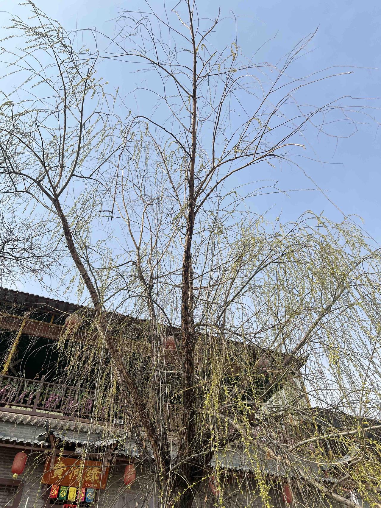 不知道还要等多久，这些树才能绿丝绦。