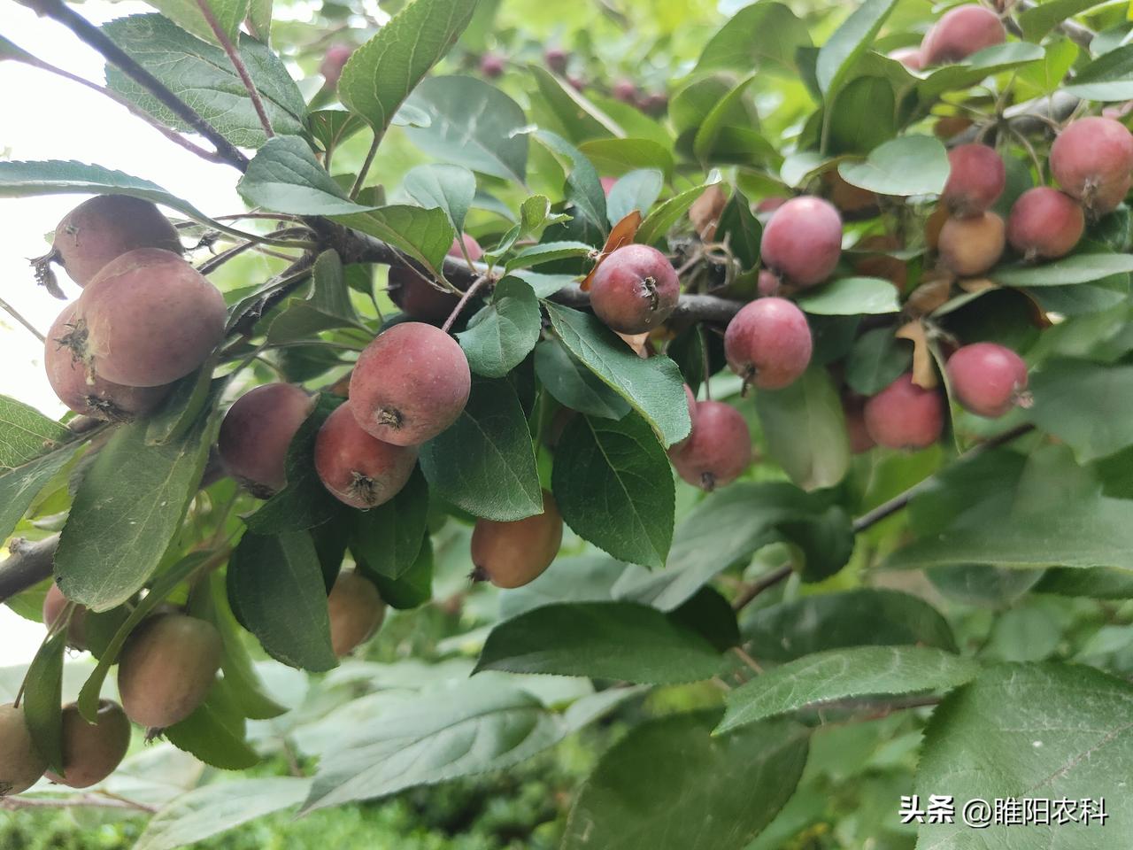 夏日生活打卡季刚刚进入炎热的夏季，这种海棠果就已经挂满了枝头，这种是垂丝海棠，这