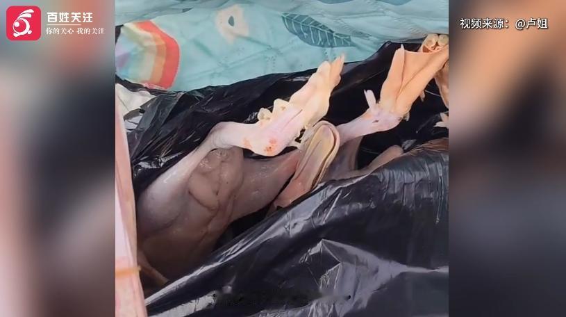 太糊涂了！
 
事情其实特别简单。7月28号早上5点多，浙江杭州一位姓卢的女士专