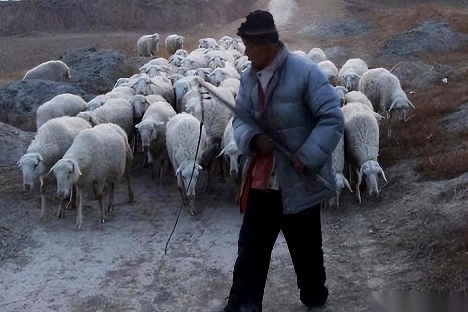 一个快90岁的大爷，养着一群羊，还养着一个残疾的儿子。
有人问，这么大年纪了，咋