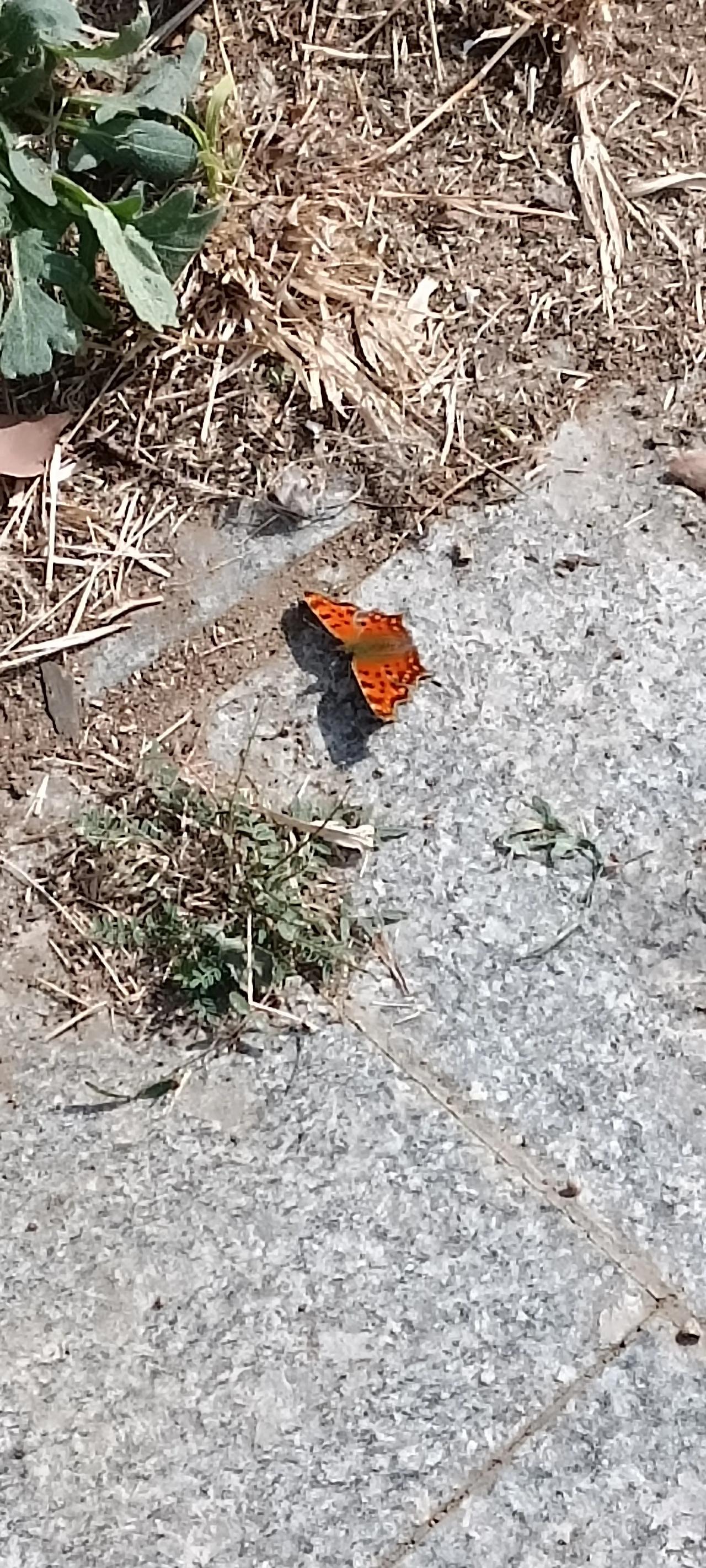 晒图笔记大赛都说秋后的蚂蚱，蹦不了几天了。蝴蝶也一样，我走到它跟前它也飞不起来了