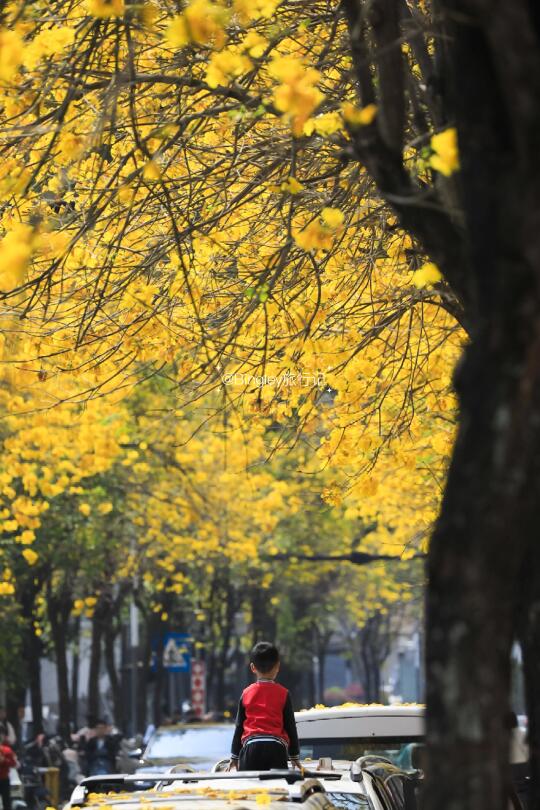 🌼深圳的鲜花大道，春天长在了马路边