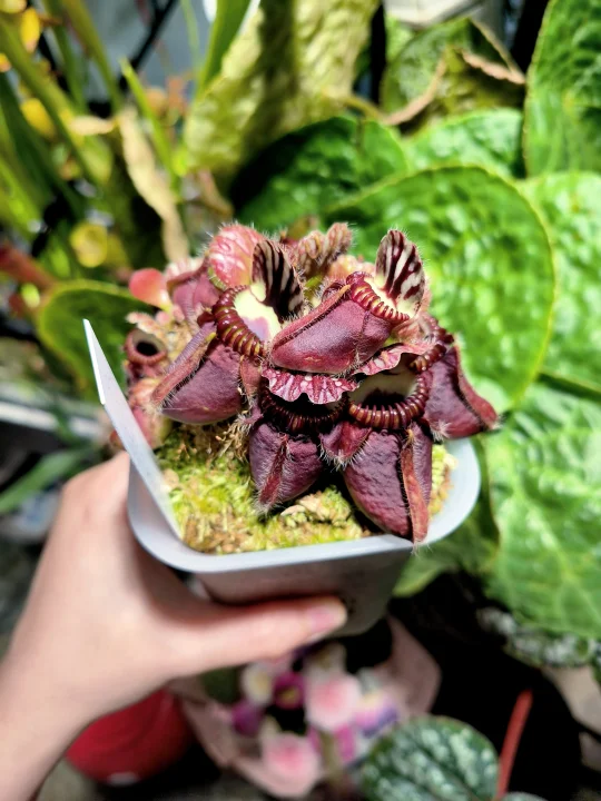 开始新一轮的瓶子长成