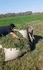 驴子跟了你
可真是倒了八辈子血霉了