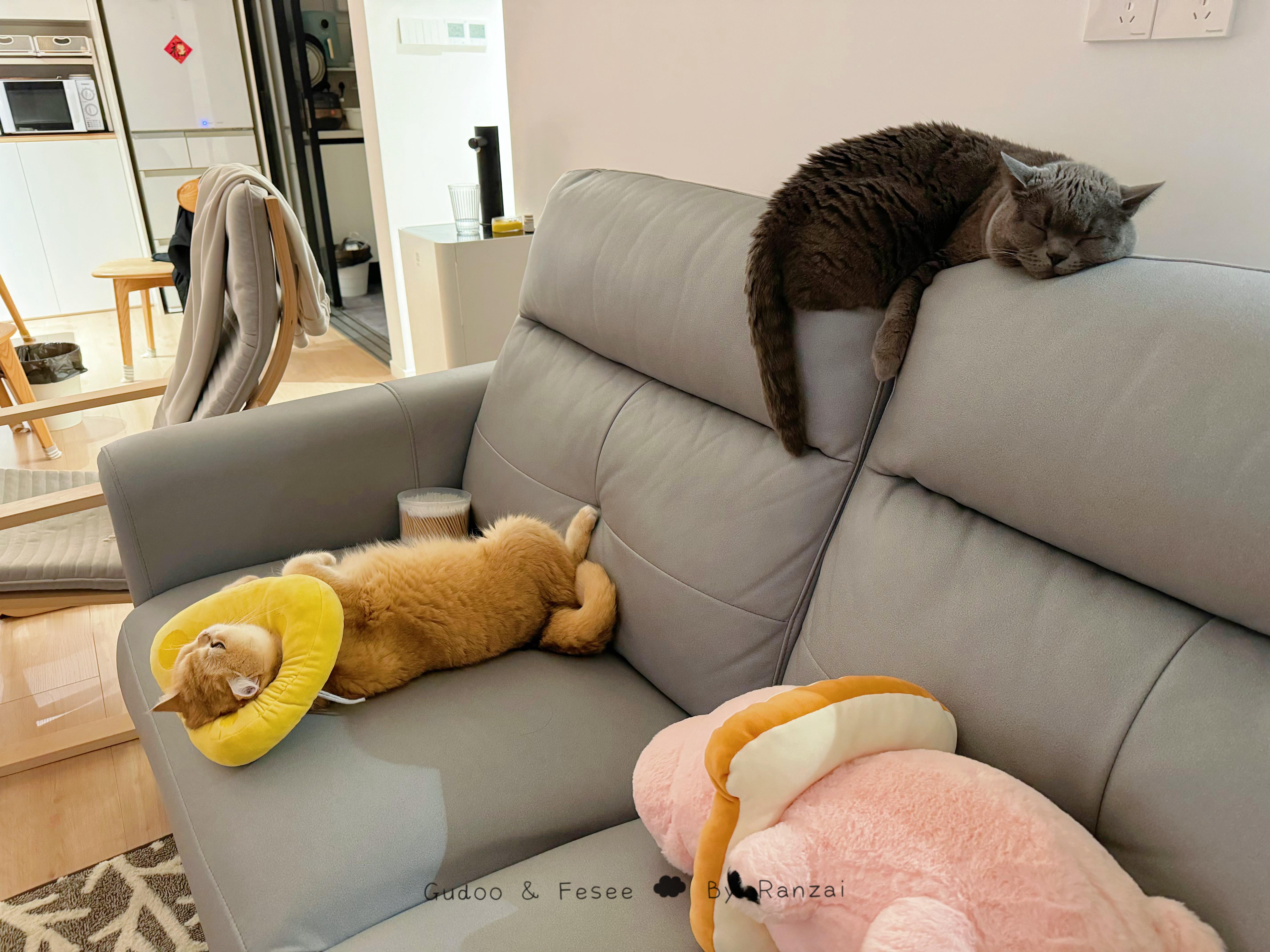 猪猪咪咪们集体昏迷！#菇冬怎么肥四[超话]##春日萌宠随手拍# ​​​