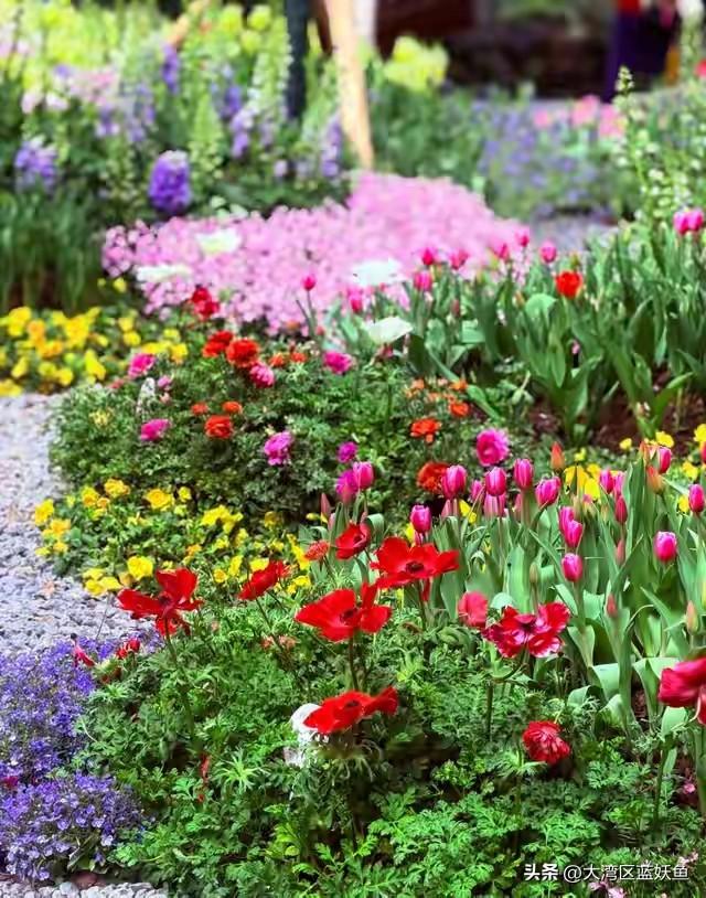 广州这波操作太懂怎么拿捏年味了！海珠湿地公园的樱花藏不住了，粉白花瓣堆在枝头，风