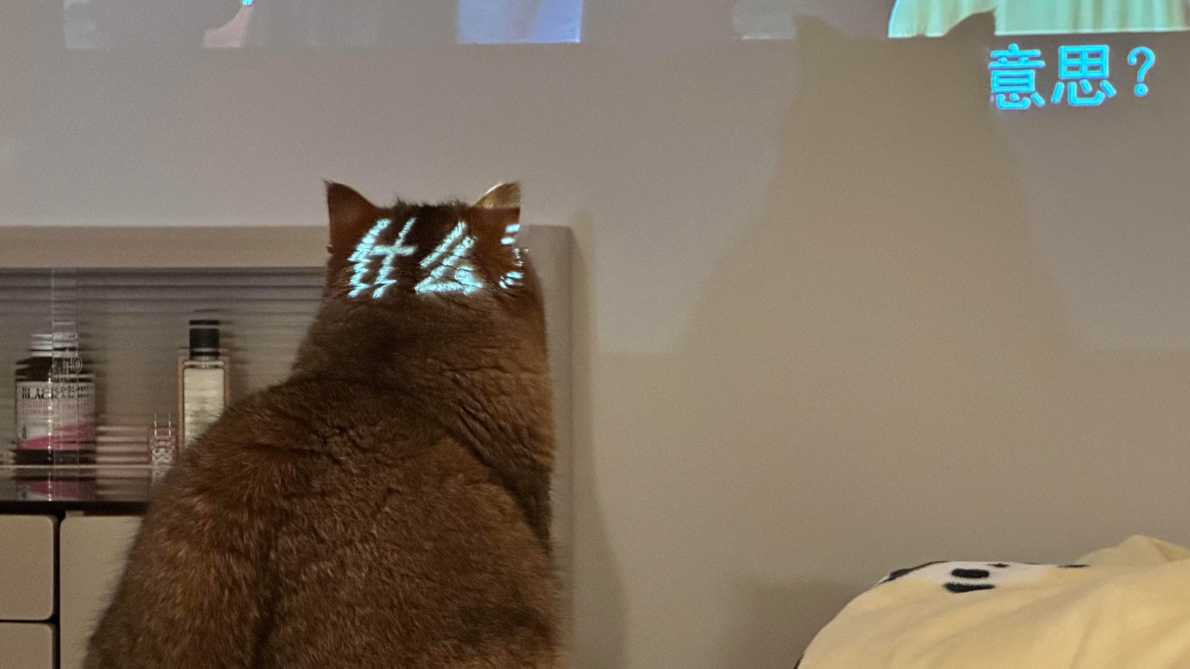 小猫的脑袋居然可以投影 ​​​