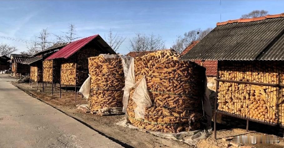 玉米怎样才能不发霉？
雨天存玉米，就这么干！
 宝儿，注意啦！连着下雨玉米搁家最