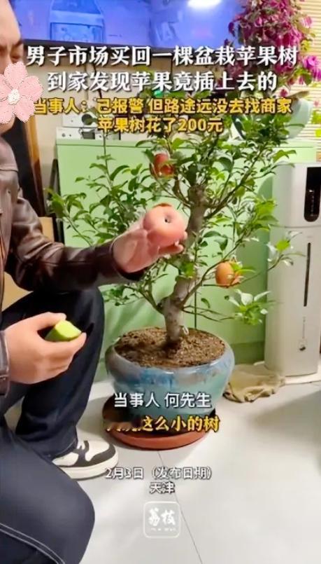 男子在市场花200元买了一盆盆栽苹果树，因果树挂满果实心生疑惑，商家却称是品种特