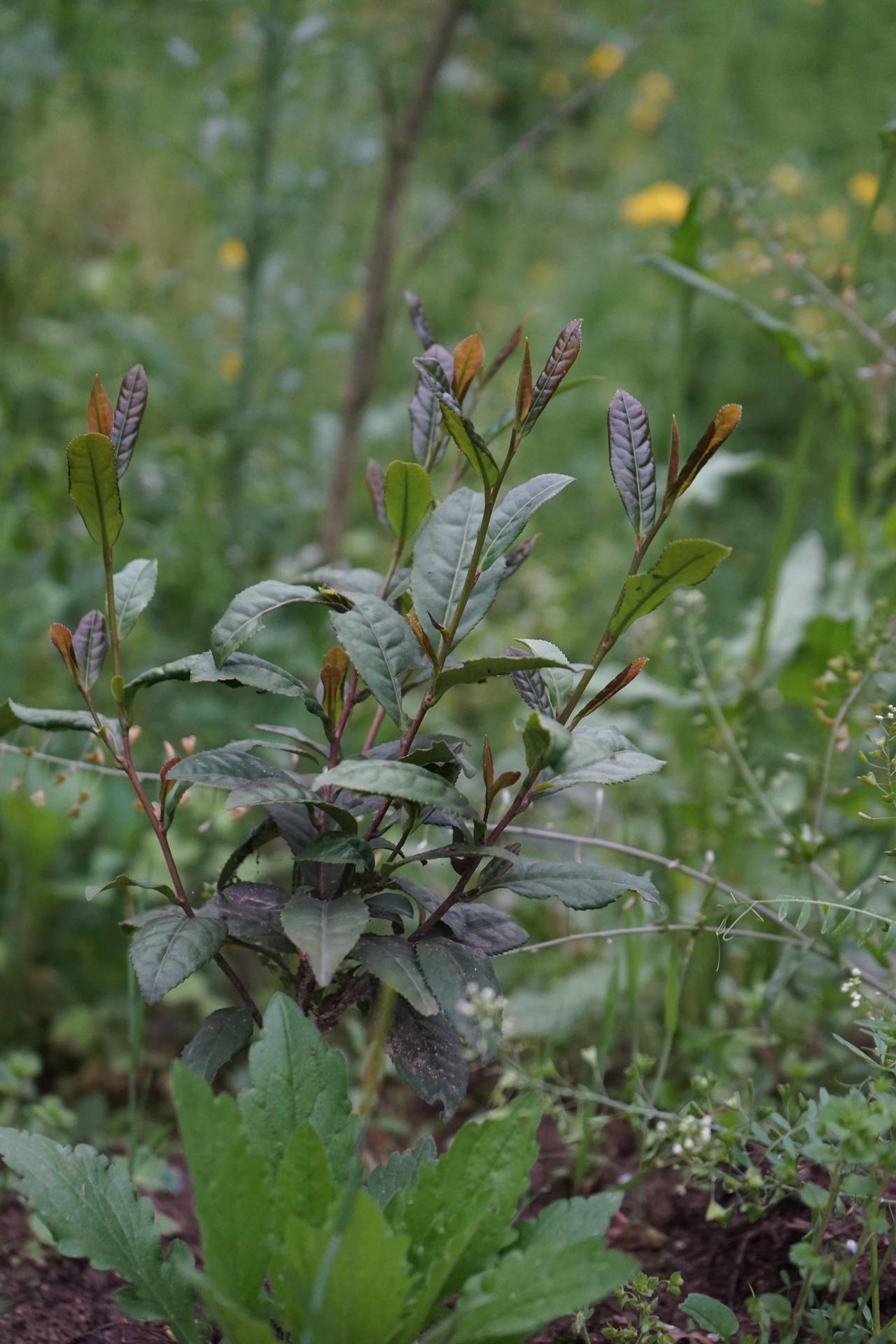 奶白茶也是口粮期了。
奶白茶今年味道不错，现在口粮期了，包完筛下来的碎沫，泡起来