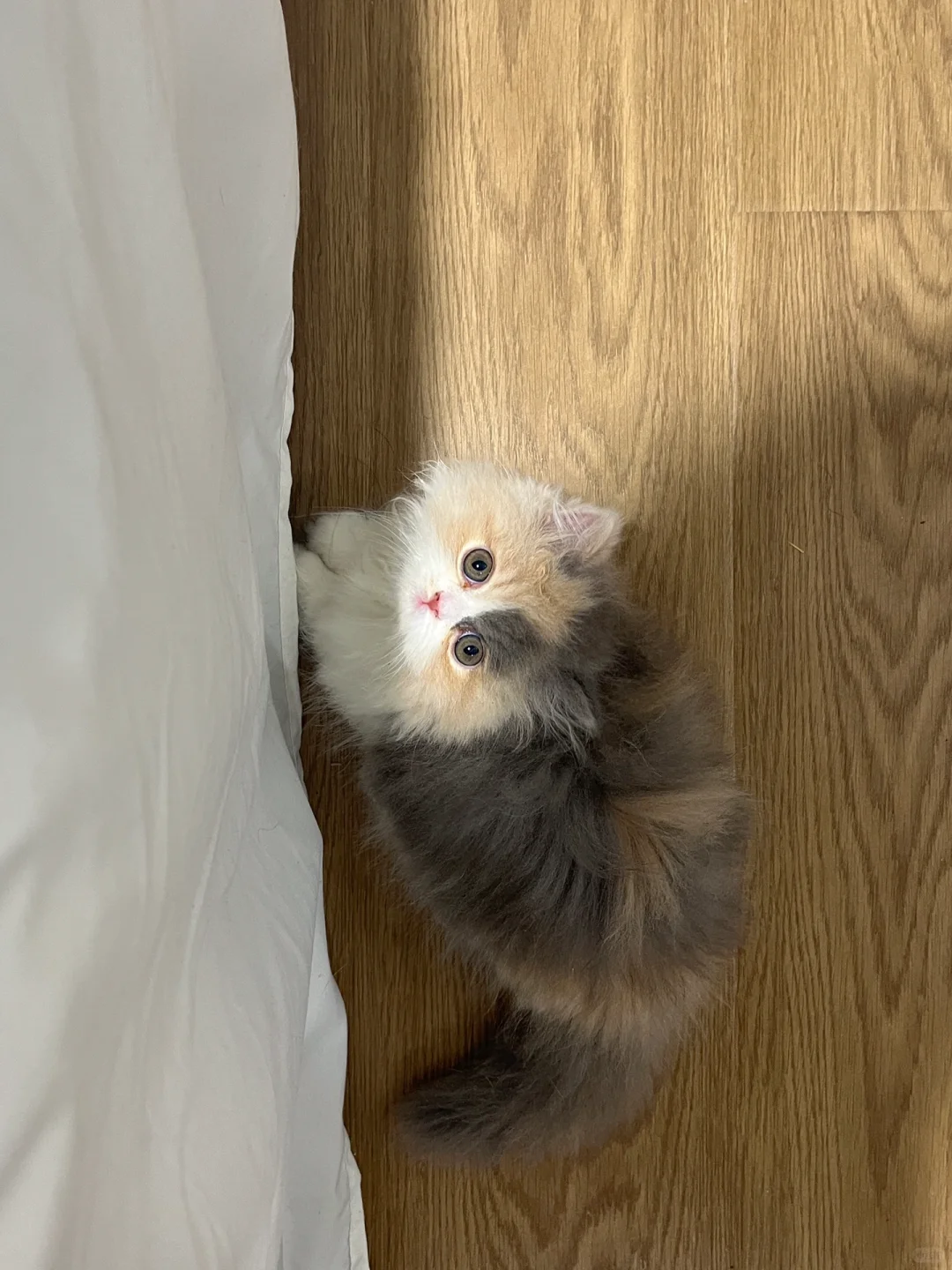 就算你这么看我我也不会让你上床的！