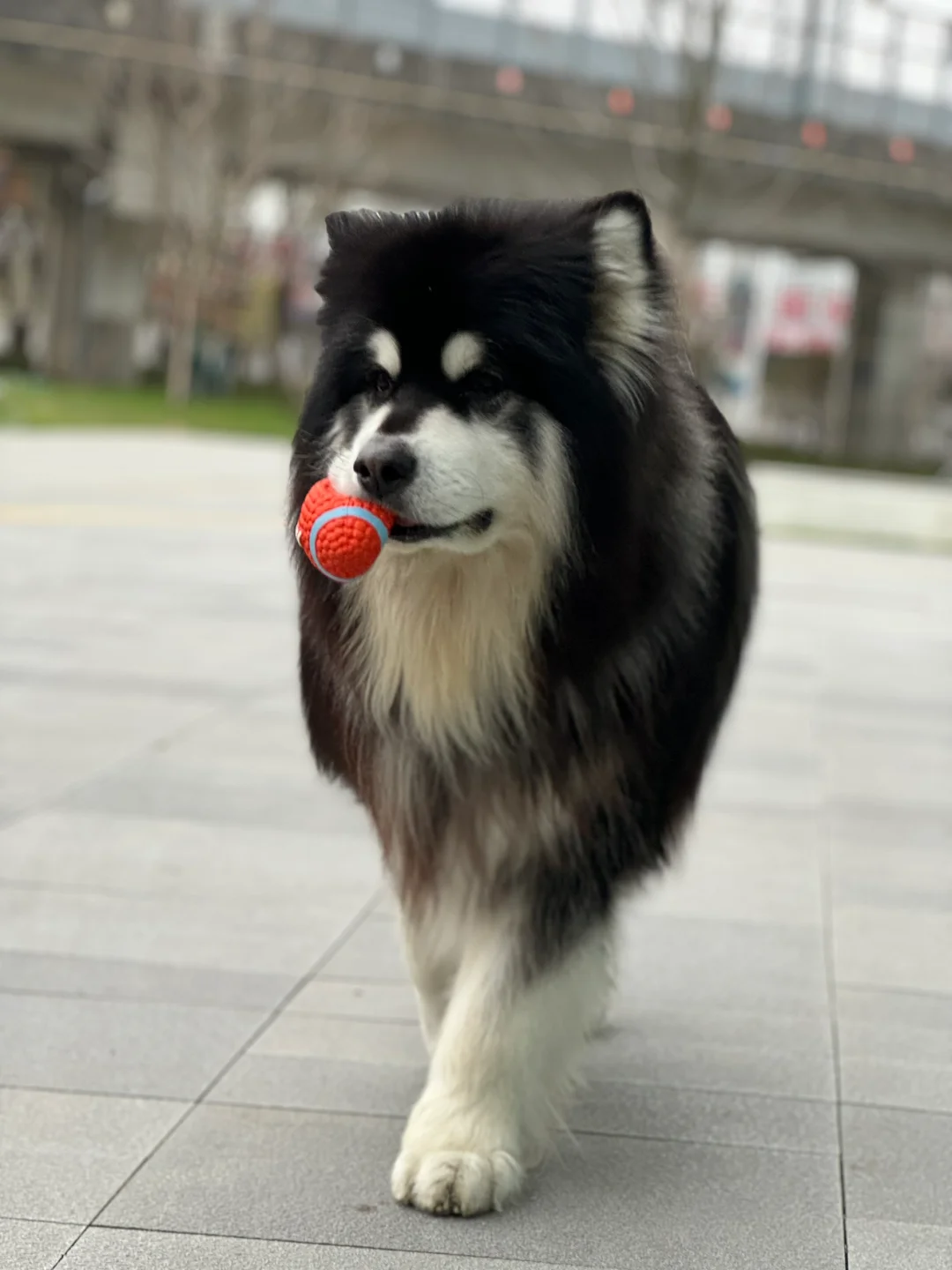 小拽狗画了个梅花🐾