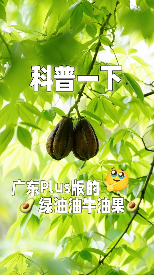是时候认识一下广东版的牛油果了🥑