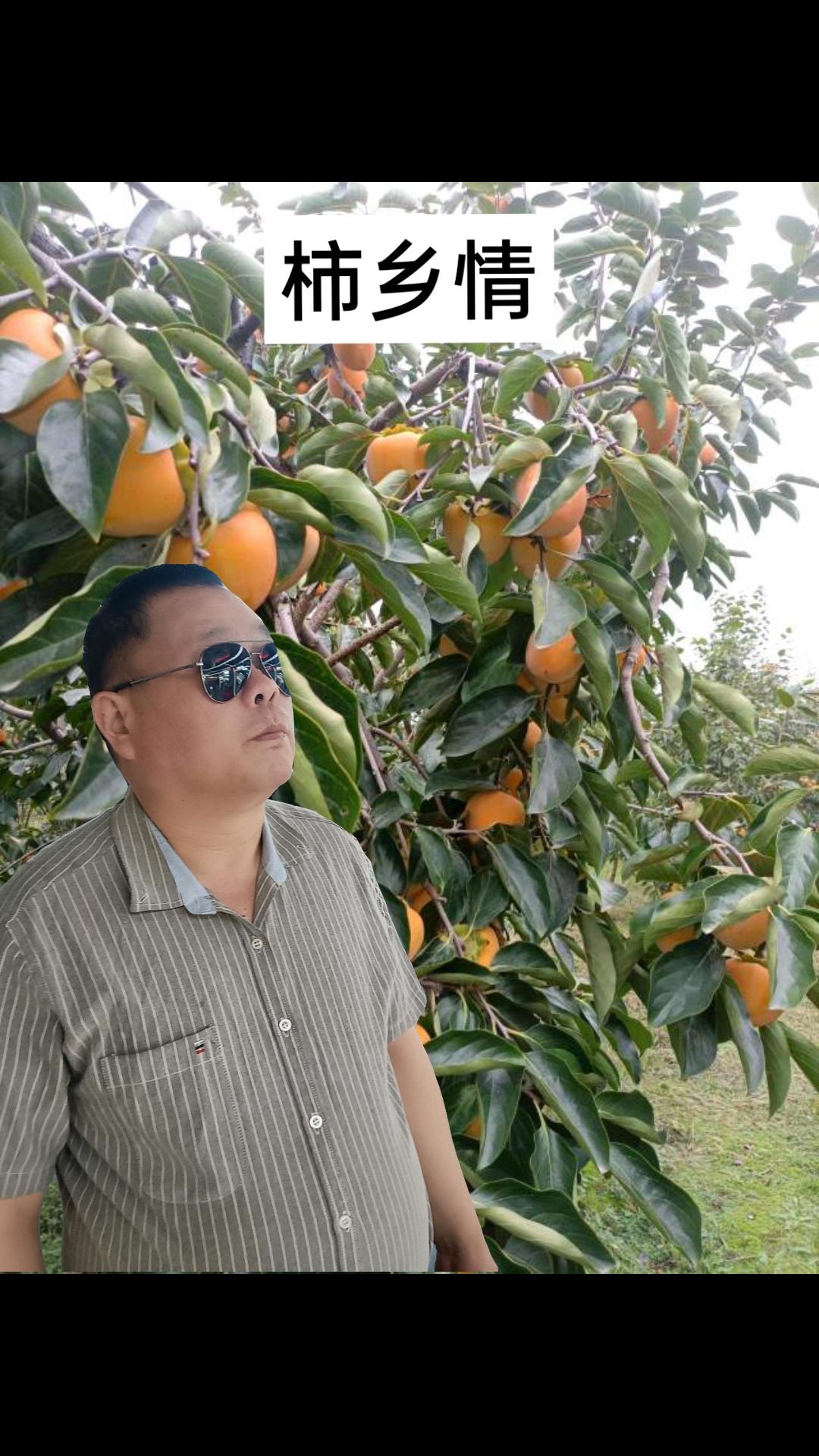        十月的风掠过黄土高塬，将陕西富平的山川染成一片热烈的红。作为中国优