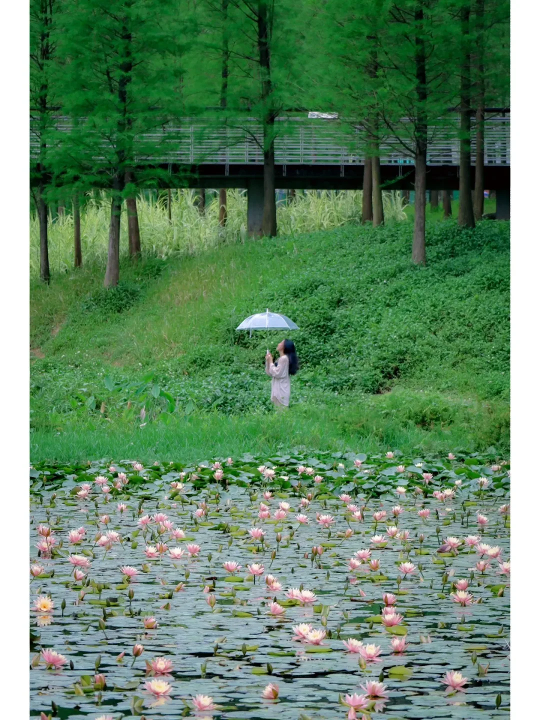 可惜了！广州这一池盛开的睡莲却无人问津‼️