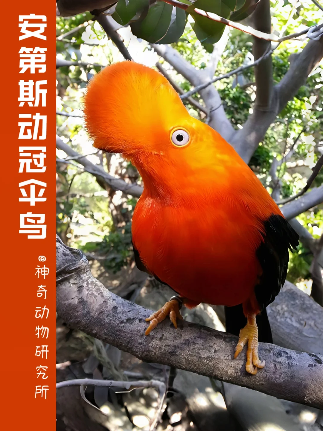 每天了解一种趣味动物👀安第斯动冠伞鸟