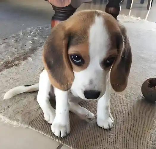 适合房车旅行的小型猎犬推荐
 
1. 比格犬（最推荐）
 
- 体型：小型犬，肩