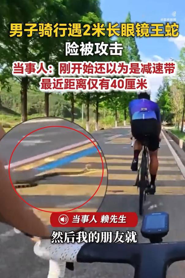 男子骑行把2米眼镜王蛇当减速带 今年雨水多，又热得早蚊蝇鼠蚁都比较多登上和公园的