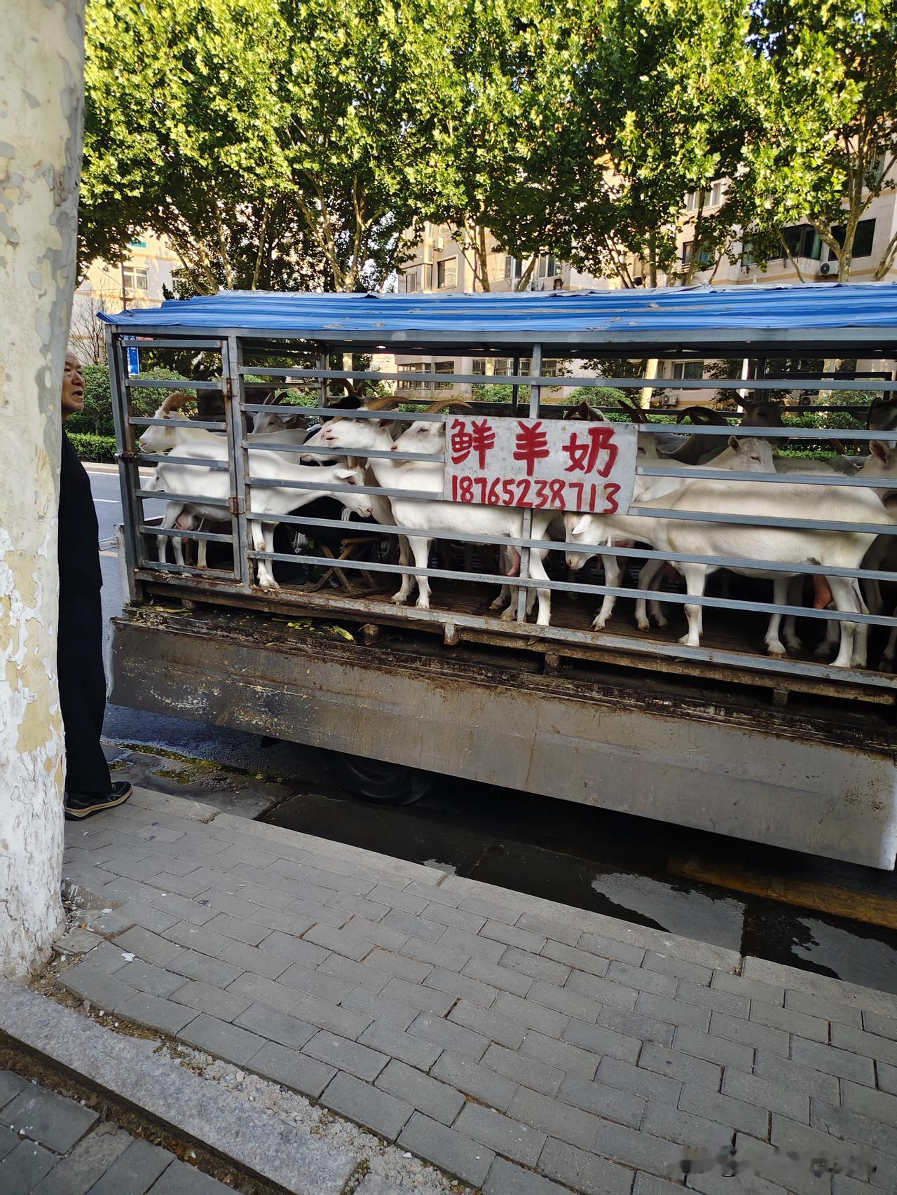 早上出门，楼下停了一辆小货车，正在售卖鲜羊奶。车上竟挤了十多只羊，卖主正在现挤现