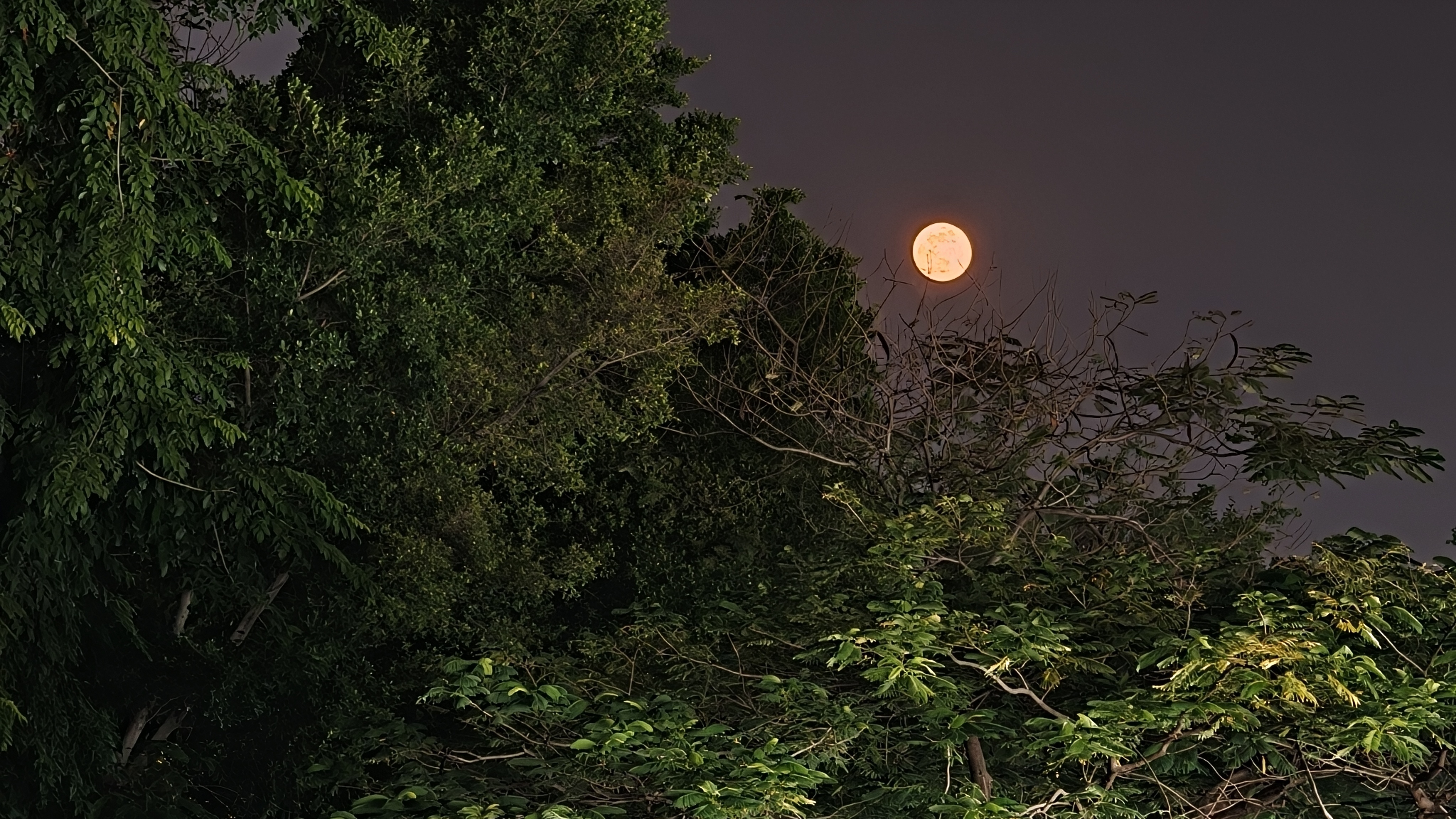 这个月亮是真的够大的了！ 